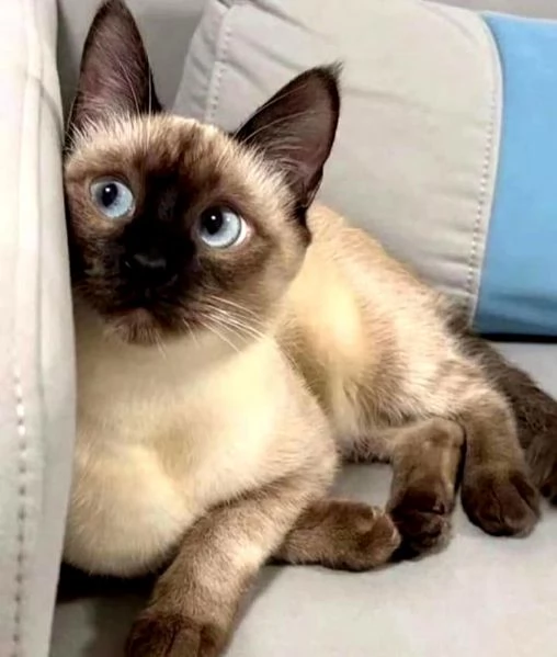 Magnifici cuccioli di siamese  | Foto 2