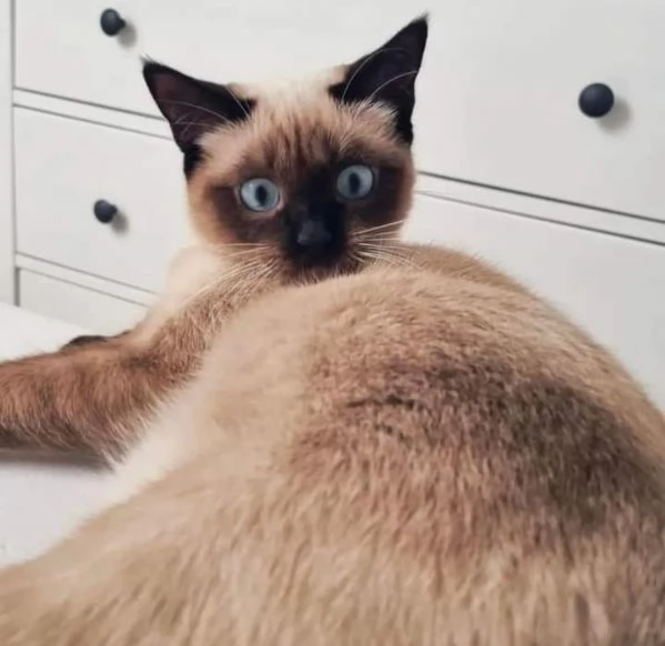 Magnifici cuccioli di siamese 