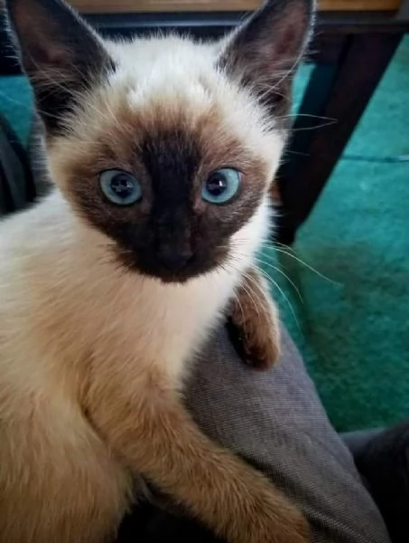 Magnifici cuccioli di siamese  | Foto 0