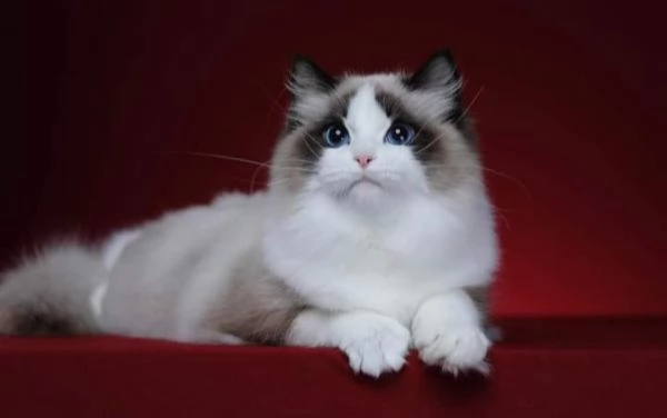 Magnifici cuccioli di ragdoll  | Foto 4