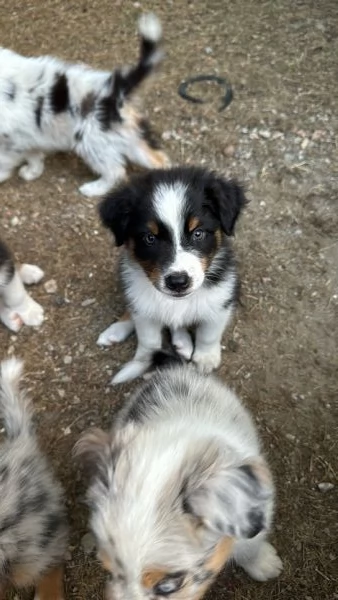 Cuccioli di pastore australiano (Australian Sheperd)