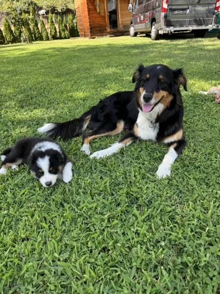 Cuccioli di pastore australiano (Australian Sheperd) | Foto 6