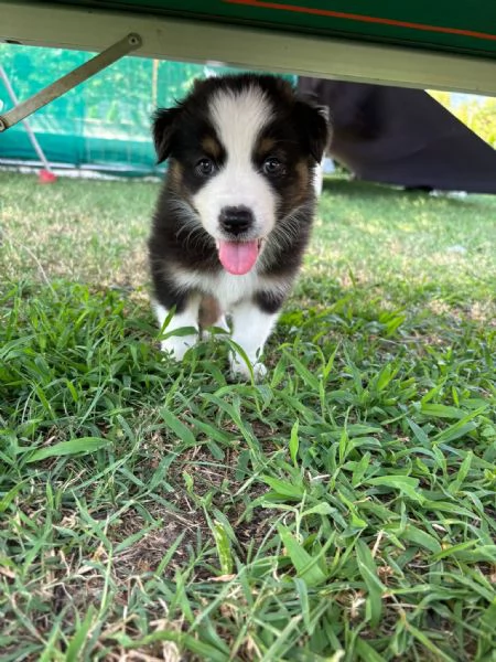 Cuccioli di pastore australiano (Australian Sheperd) | Foto 5