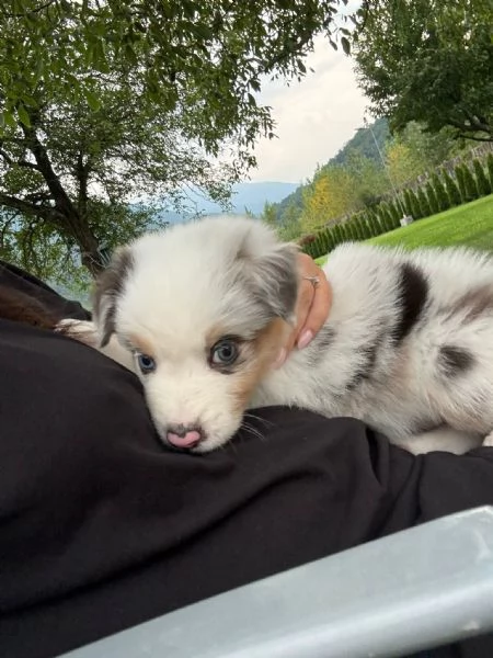 Cuccioli di pastore australiano (Australian Sheperd) | Foto 3