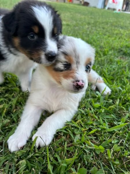 Cuccioli di pastore australiano (Australian Sheperd) | Foto 2