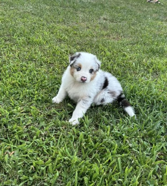 Cuccioli di pastore australiano (Australian Sheperd) | Foto 1