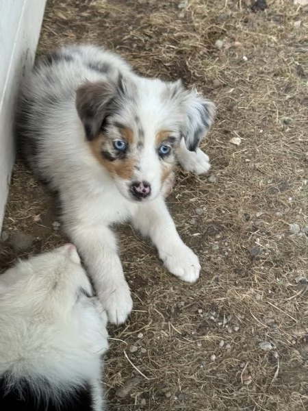 Cuccioli di pastore australiano (Australian Sheperd) | Foto 0