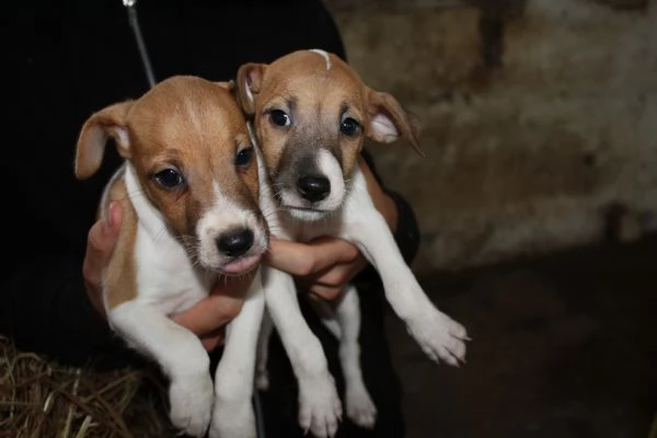 jack russell terrier cuccioli