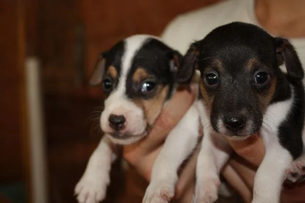 jack russell terrier cuccioli | Foto 6