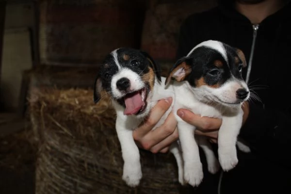 jack russell terrier cuccioli | Foto 11