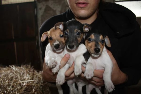 jack russell terrier cuccioli | Foto 9