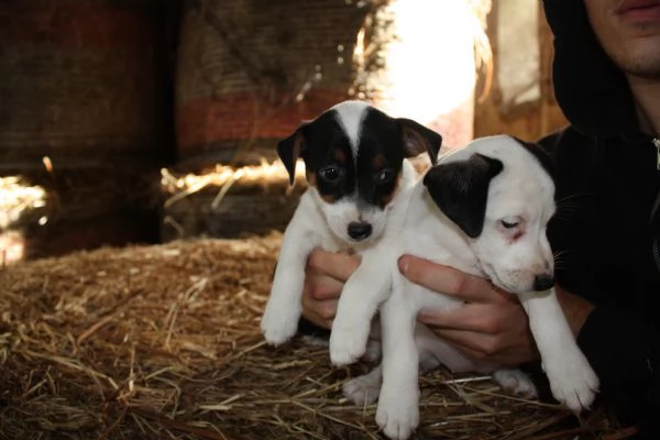 jack russell terrier cuccioli | Foto 8