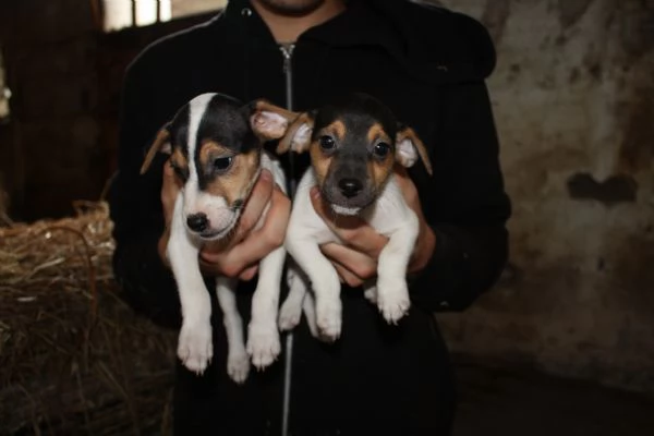 jack russell terrier cuccioli | Foto 3