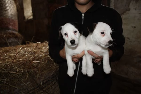 jack russell terrier cuccioli | Foto 2