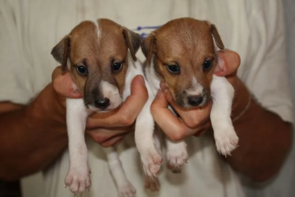 jack russell terrier cuccioli