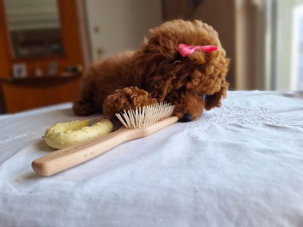 Cuccioli barboncino nano cercano casa | Foto 0