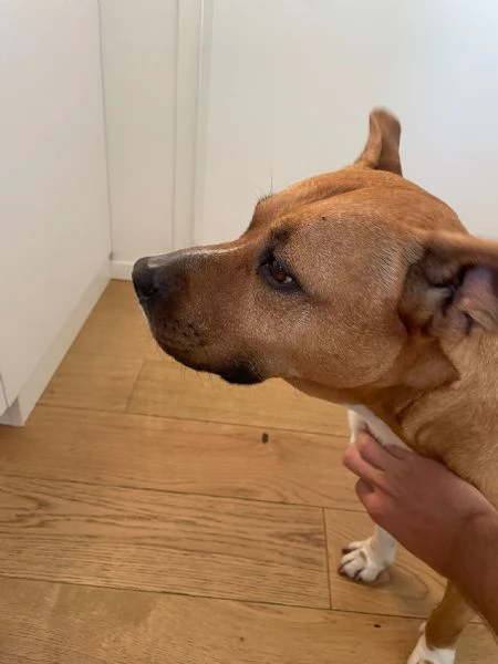 Dolce Cane Amstaff femmina di 9 Anni Cerca una Nuova Famiglia Amorevole