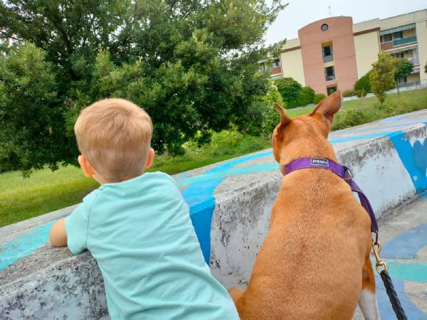 Dolce Cane Amstaff femmina di 9 Anni Cerca una Nuova Famiglia Amorevole | Foto 2