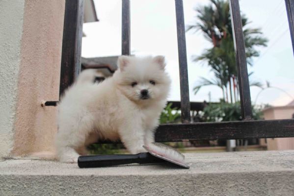 Regalo dei cuccioli pomeraniani | Foto 6