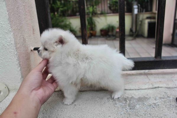 Regalo dei cuccioli pomeraniani | Foto 5