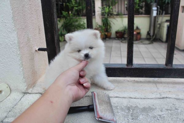 Regalo dei cuccioli pomeraniani | Foto 4