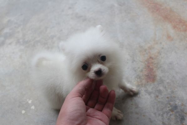 Regalo dei cuccioli pomeraniani | Foto 3