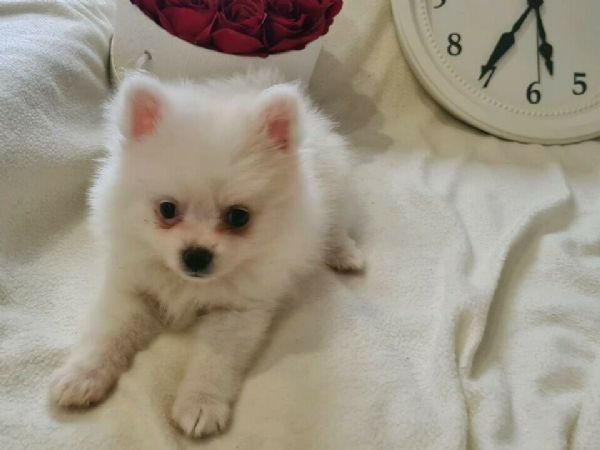 Regalo dei cuccioli pomeraniani | Foto 2