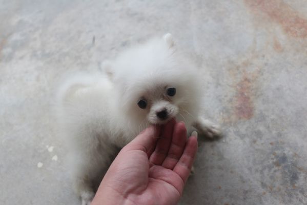 Regalo dei cuccioli pomeraniani | Foto 1