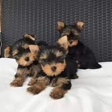 Cuccioli di Yorkshire Terrier