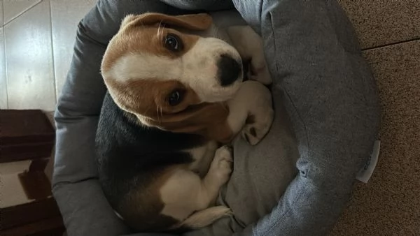 Vendita cucciolo 2 mesi beagle femmina 