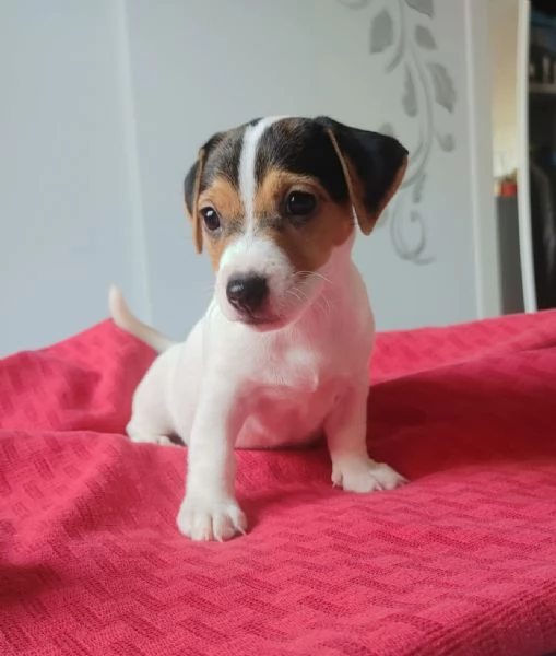 Cuccioli Jack Russel | Foto 3