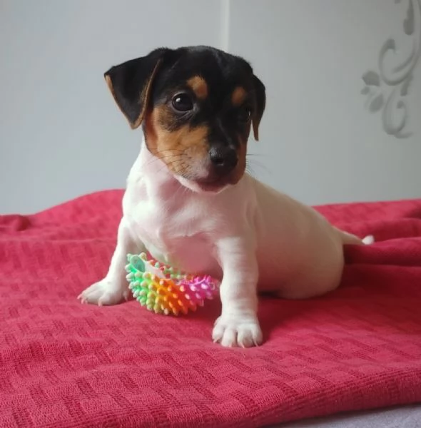 Cuccioli Jack Russel | Foto 2