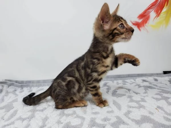 Cuccioli puri di gatto Bengala | Foto 0