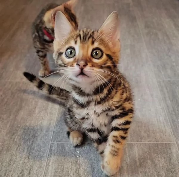 Cuccioli gatto del Bengala