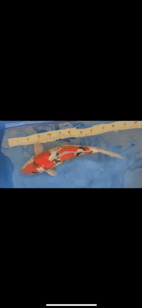 Carpa koi sanke Doitsu maschio + 47 cm