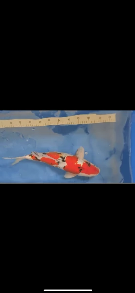 Carpa koi sanke Doitsu maschio + 47 cm | Foto 0