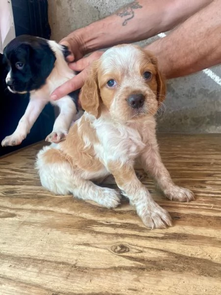 Cuccioli Breton 