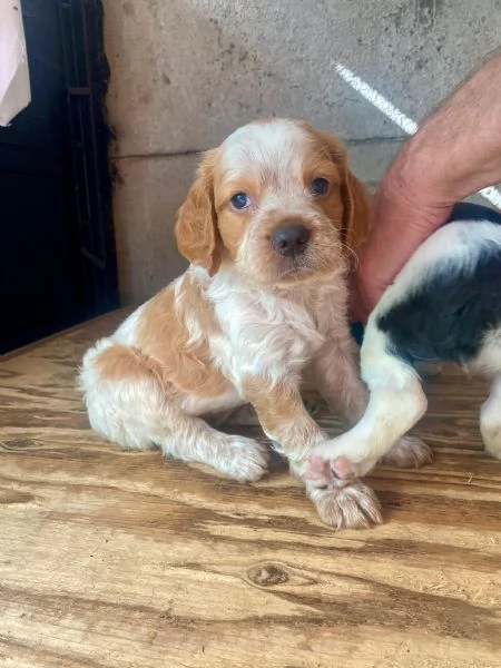 Cuccioli Breton  | Foto 0