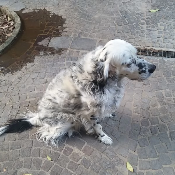 Regalo setter inglese | Foto 1