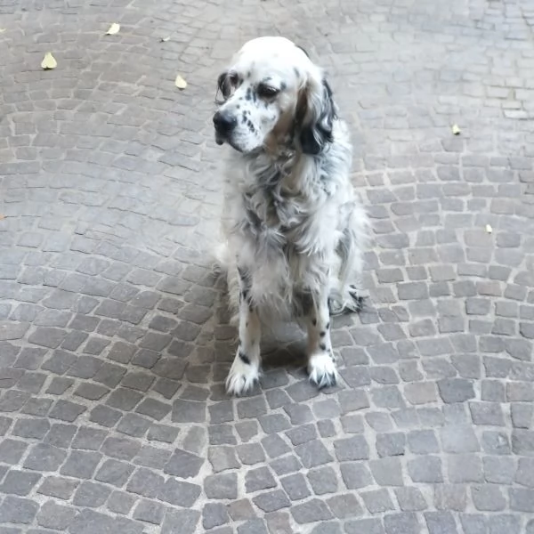 Regalo setter inglese | Foto 0