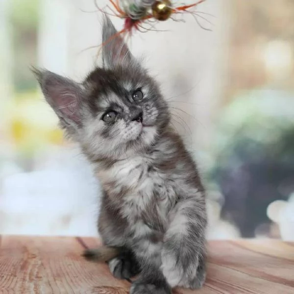 Cuccioli di Maine coon!!! | Foto 0