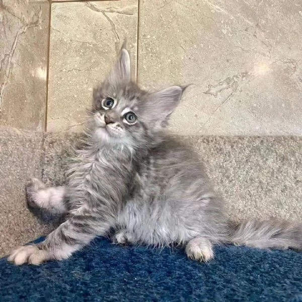 Cuccioli gatti Maine Coon!!! | Foto 0