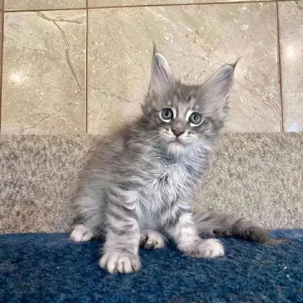 Cuccioli gatti Maine Coon!!!