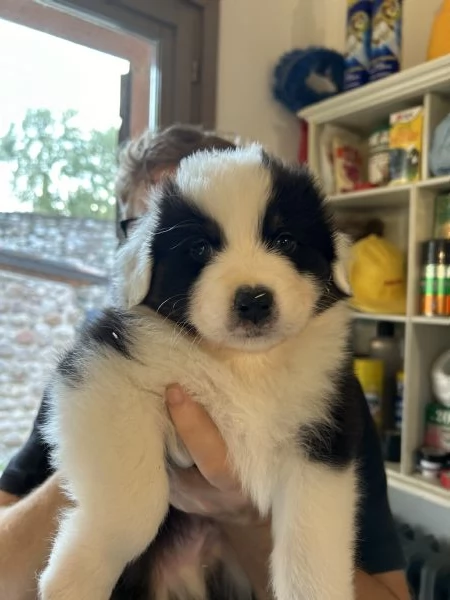 Cucciolata pastore australiano