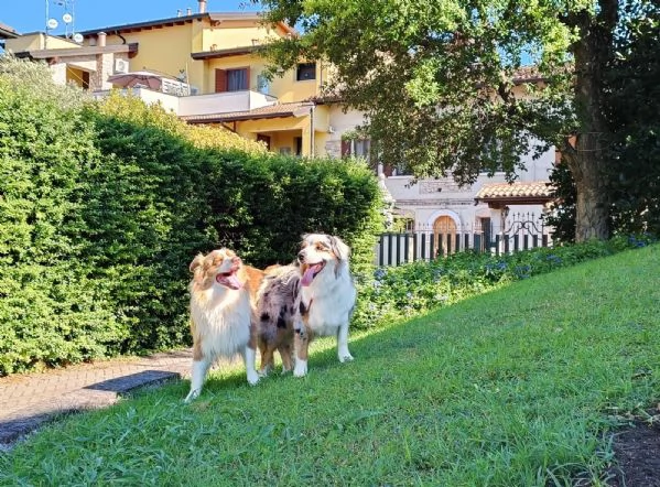 Cuccioli pastore australiano | Foto 3