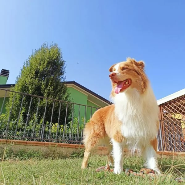 Cuccioli pastore australiano | Foto 1