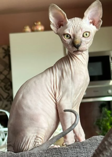 Cuccioli di Sphynx | Foto 4