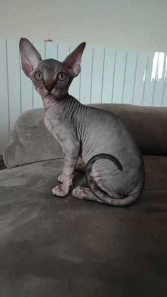 Cuccioli di Sphynx | Foto 3