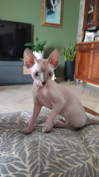 Cuccioli di Sphynx | Foto 2