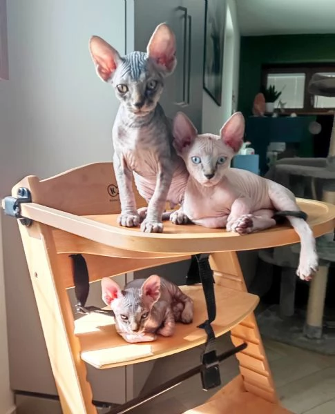 Cuccioli di Sphynx